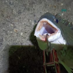 2023/08/21 南港ヘチ釣り釣行