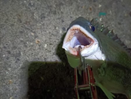 2023/08/21 南港ヘチ釣り釣行