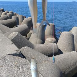 高砂港のキス調査