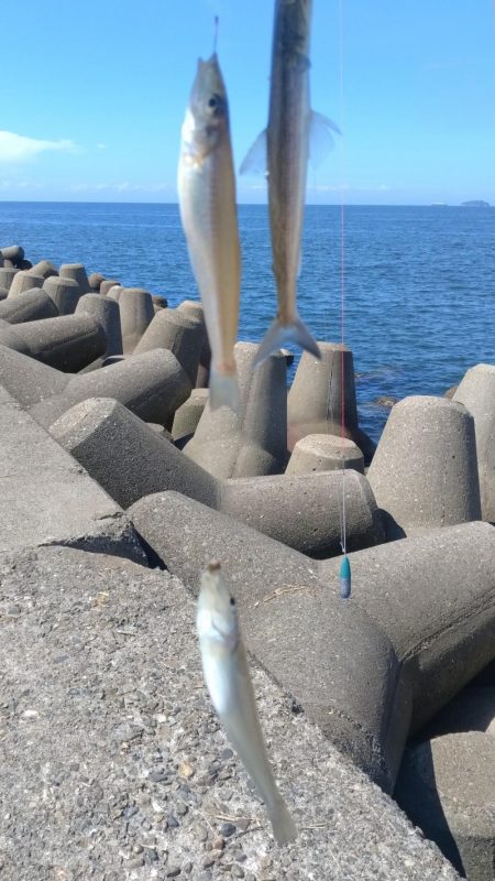 高砂港のキス調査