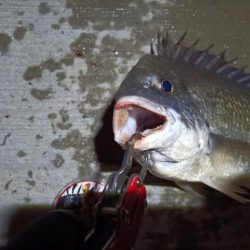 2023/08/22 南港ヘチ釣り釣行