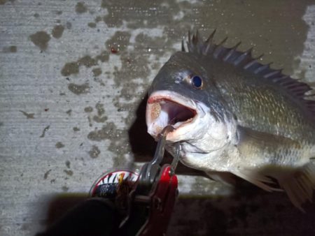 2023/08/22 南港ヘチ釣り釣行