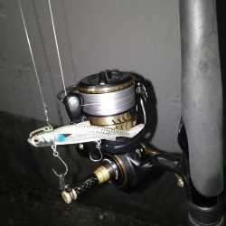 ボウズ逃れのキビレ