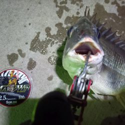 2023/08/24 南港ヘチ釣り釣行