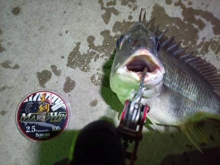 2023/08/24 南港ヘチ釣り釣行