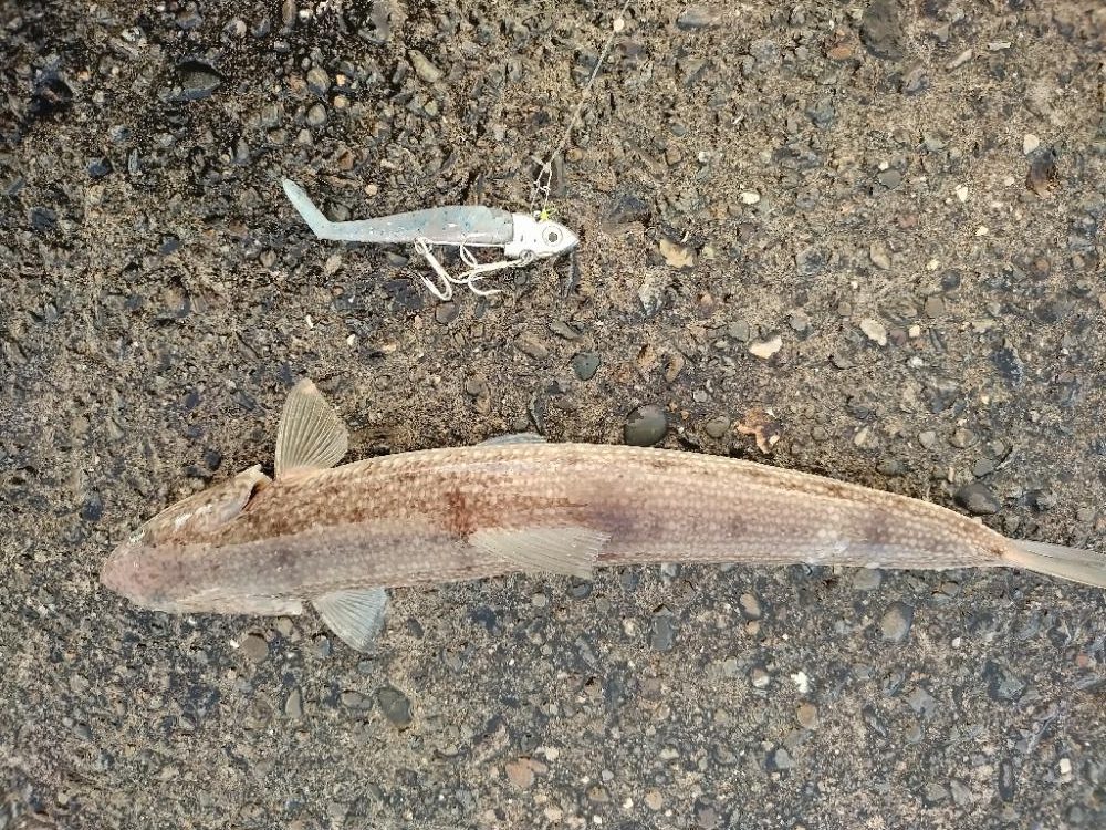 ガシラ　タチウオ　エソ