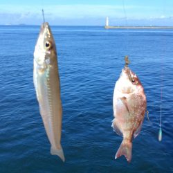 播磨新島のキス釣査