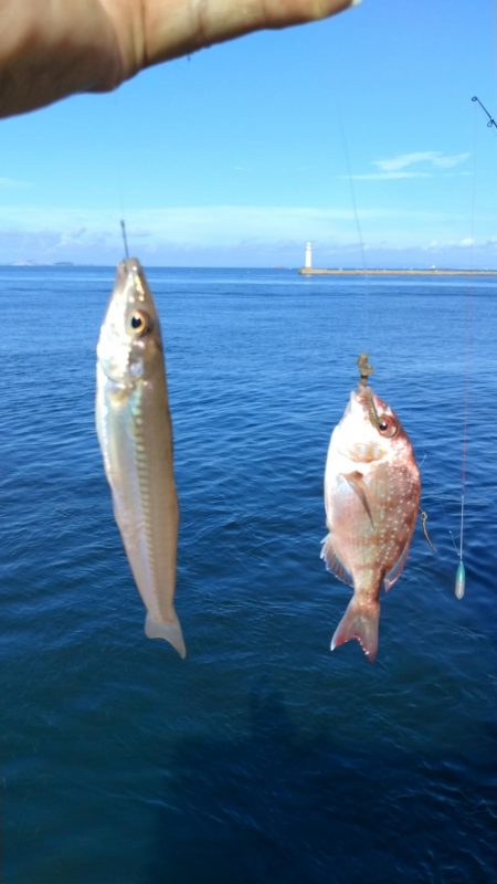 播磨新島のキス釣査