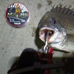 2023/08/28 南港ヘチ釣り釣行