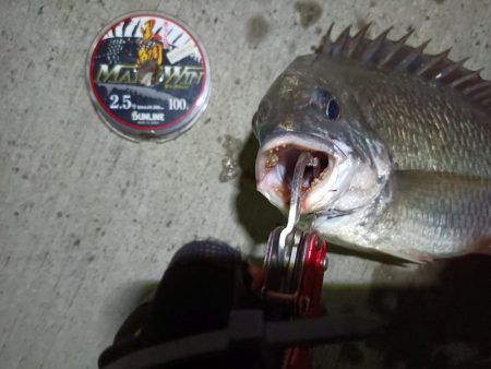 2023/08/28 南港ヘチ釣り釣行