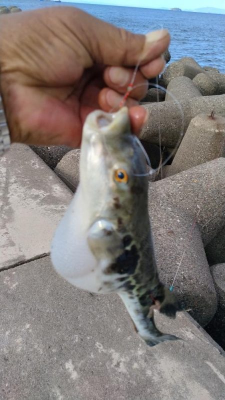 高砂港のキス釣査Ⅲ