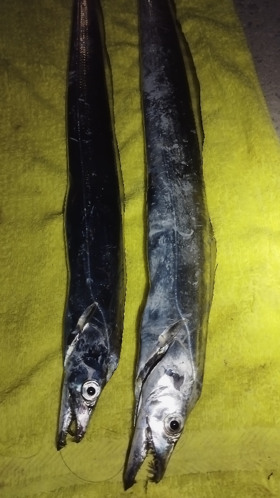 そうだ。晩飯釣って帰ろ