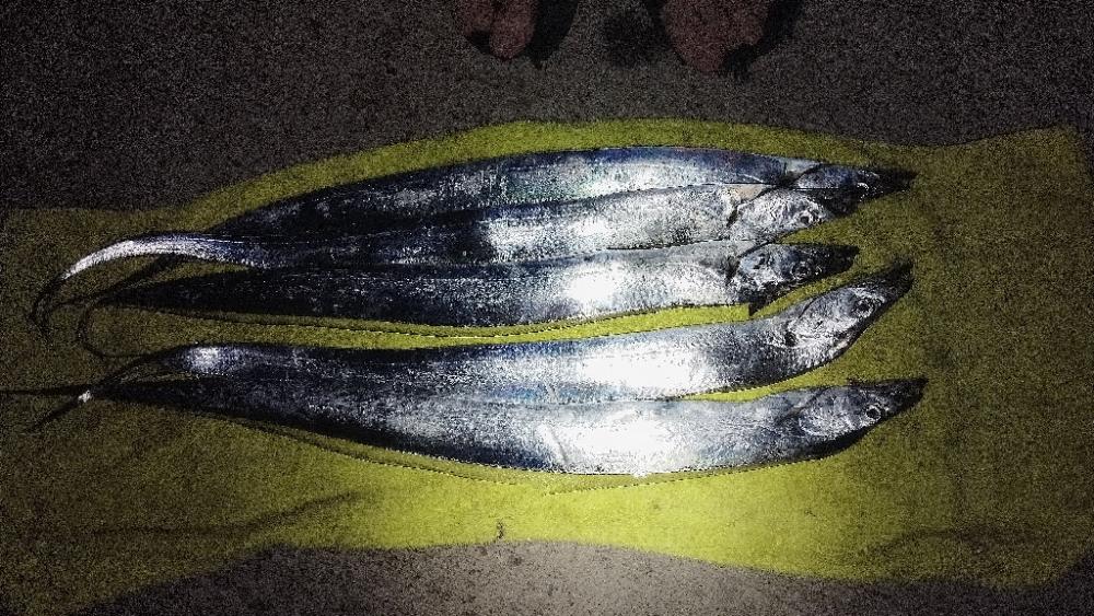 1年で1番釣りやすい時期