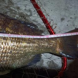 2023/08/30 南港ヘチ釣り釣行