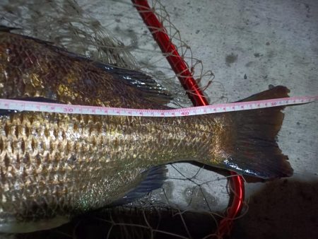 2023/08/30 南港ヘチ釣り釣行