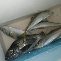 満月うらめしや