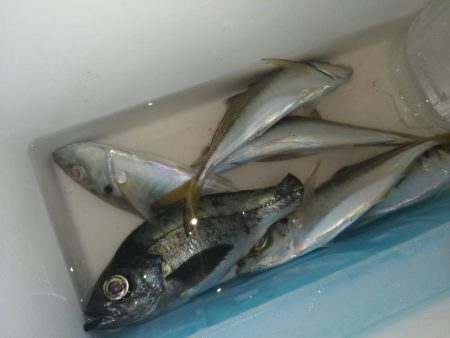 満月うらめしや