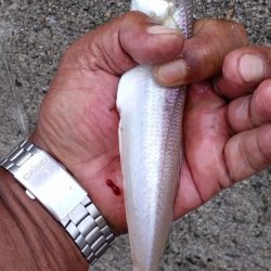 播磨新島のキス釣査