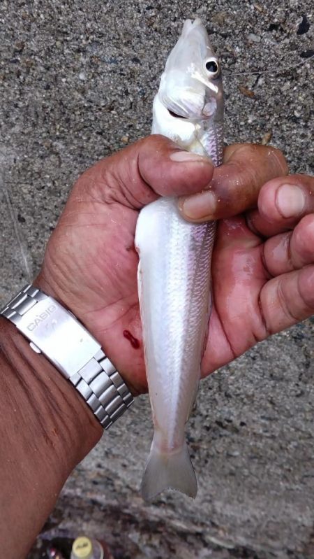 播磨新島のキス釣査