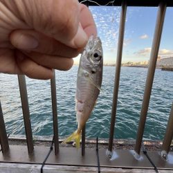 アジフィーバー②