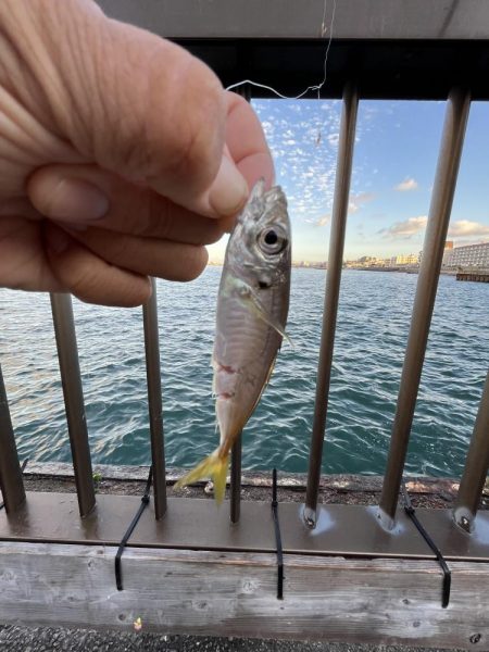 アジフィーバー②