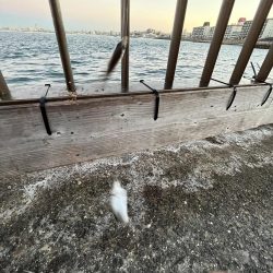 アジフィーバー③