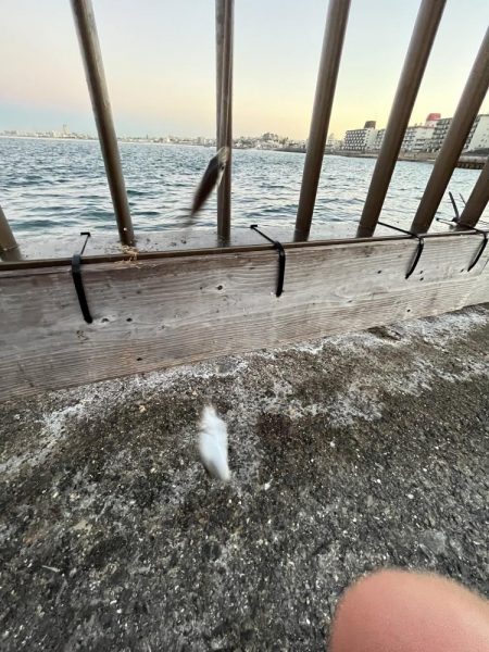 アジフィーバー③