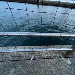 アジフィーバー④