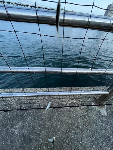 アジフィーバー④