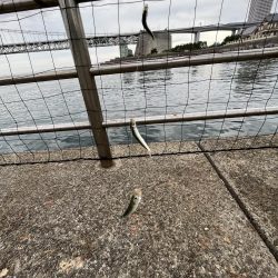 アジフィーバー⓹