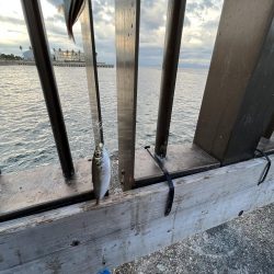 ウリボウの季節