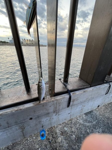 ウリボウの季節