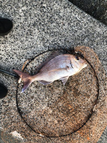 ショアジギで鯛