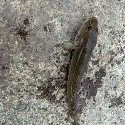 小樽港でシャコとサビキ釣り！！