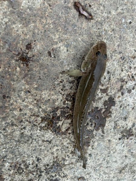 小樽港でシャコとサビキ釣り！！