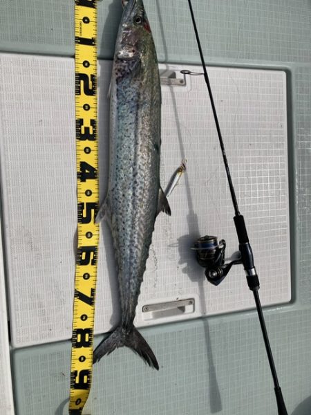 真夏のジギングチャレンジ