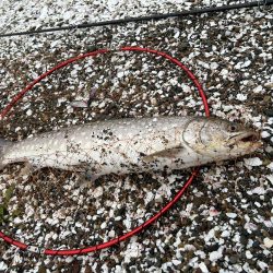 やりました!!アメマス!!昨日のリベンジ