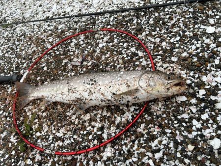 やりました!!アメマス!!昨日のリベンジ