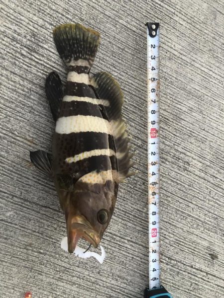 恒例　お盆休みの釣り