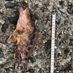 恒例　お盆休みの釣り　パート2