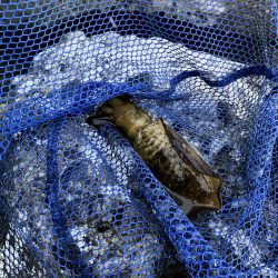 新子エギング釣査！