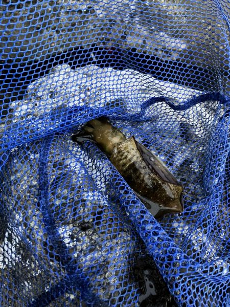 新子エギング釣査！