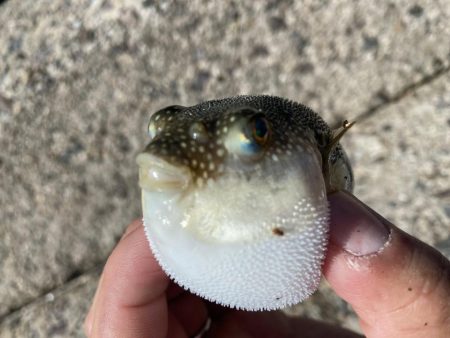 8月始めは超絶炎天下の中でキス釣り