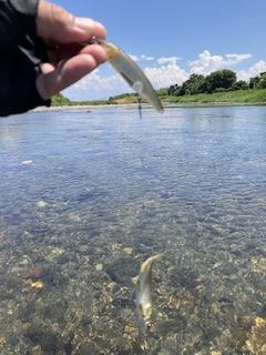アユイングだ〜