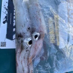 ケンサキイカ２杯