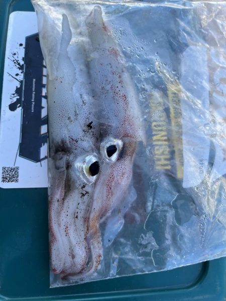 ケンサキイカ２杯