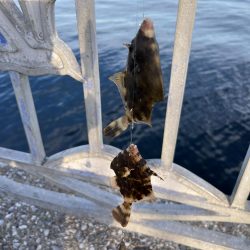 ケンサキイカとカワハギ