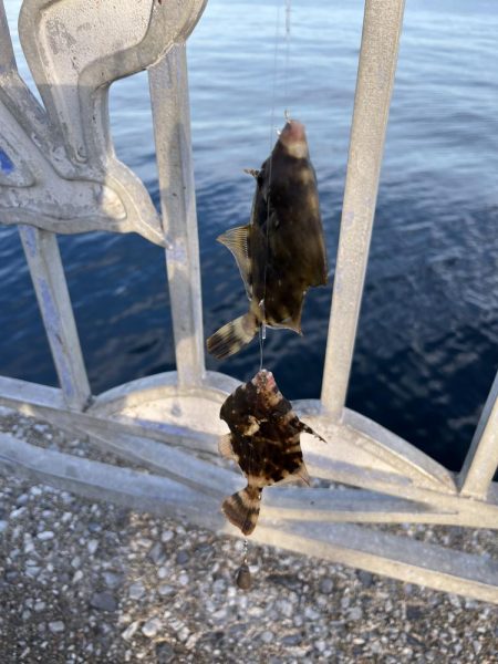 ケンサキイカとカワハギ