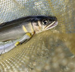 アユに癒された〜