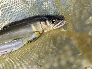 アユに癒された〜